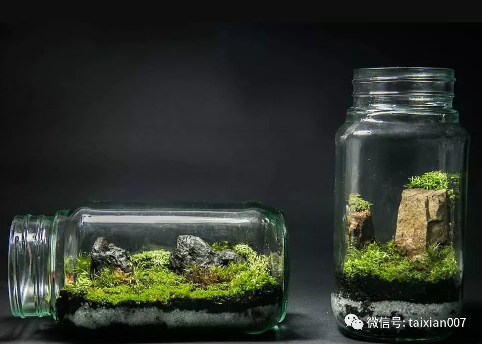 苔藓玻璃瓶微景观作品欣赏