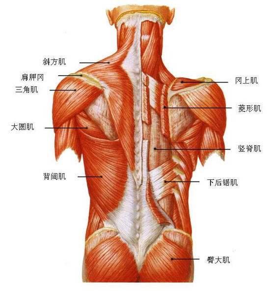 三,引体向上涉及的主要肌肉和作用