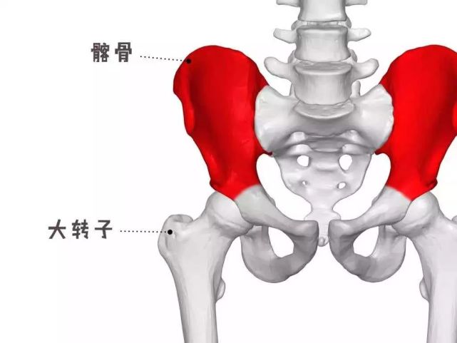 大转子就是你的大腿里面那根"股骨"的最外侧点,它是一根骨头的突出