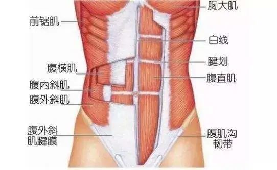 腹横肌属于比较深层的腹部肌肉,完整的腹横肌长这样.