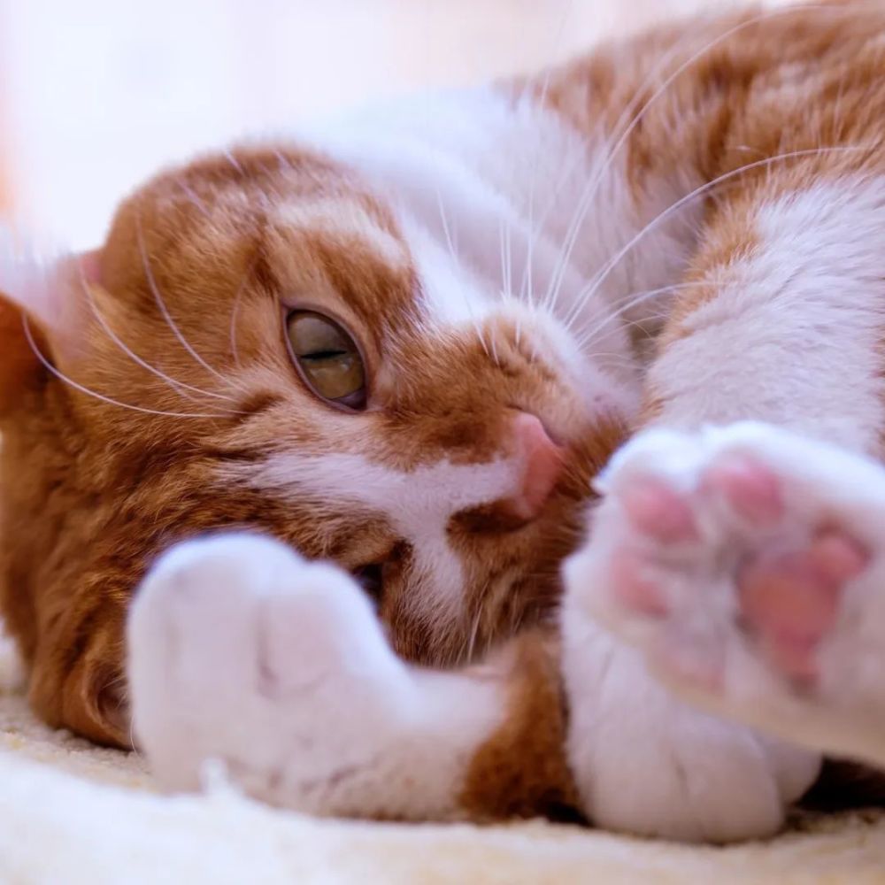 宠物头像大全 | 超可爱猫咪狗狗头像
