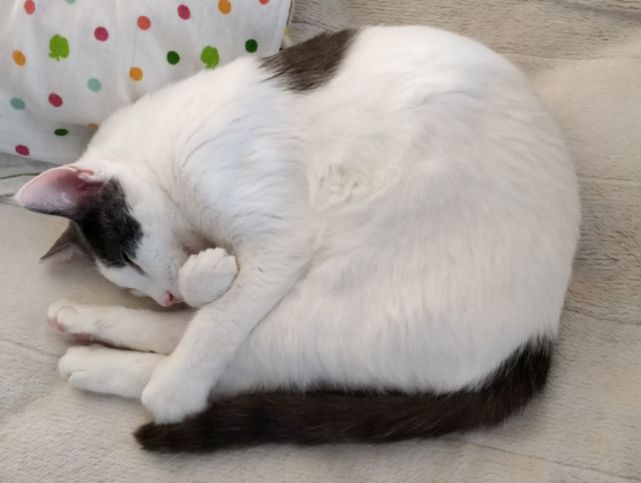 猫咪,是一种球型动物