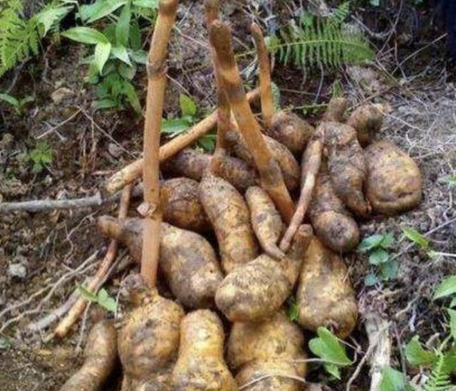 1种野生植物"珍贵",被称为天麻,生长在山沟里,1公斤800元!
