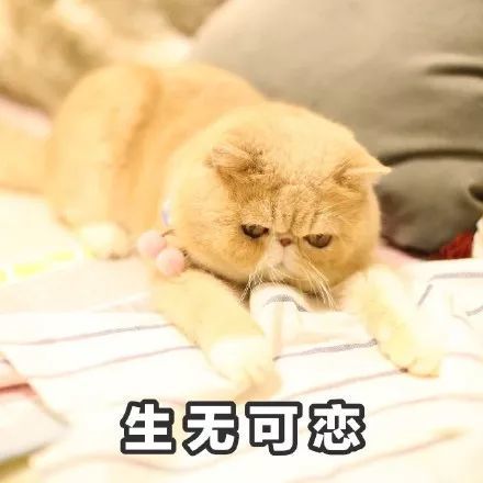 搞笑一只满脸都是愁容和不屑的橘猫表情包生无可恋