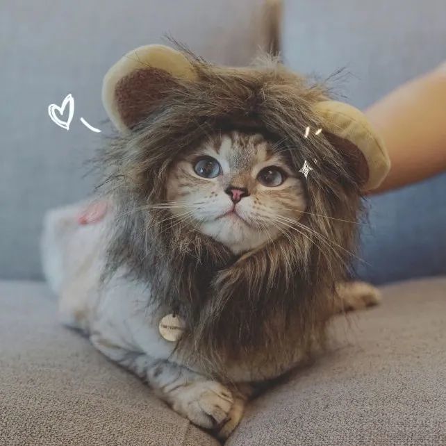 萌萌哒猫咪头像 祝你以梦为马 不负韶华