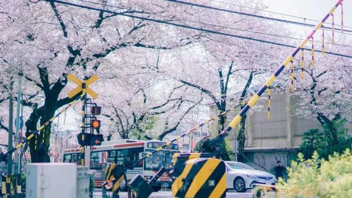 日本樱花季来了!开满樱花的东京,也太好看了吧!