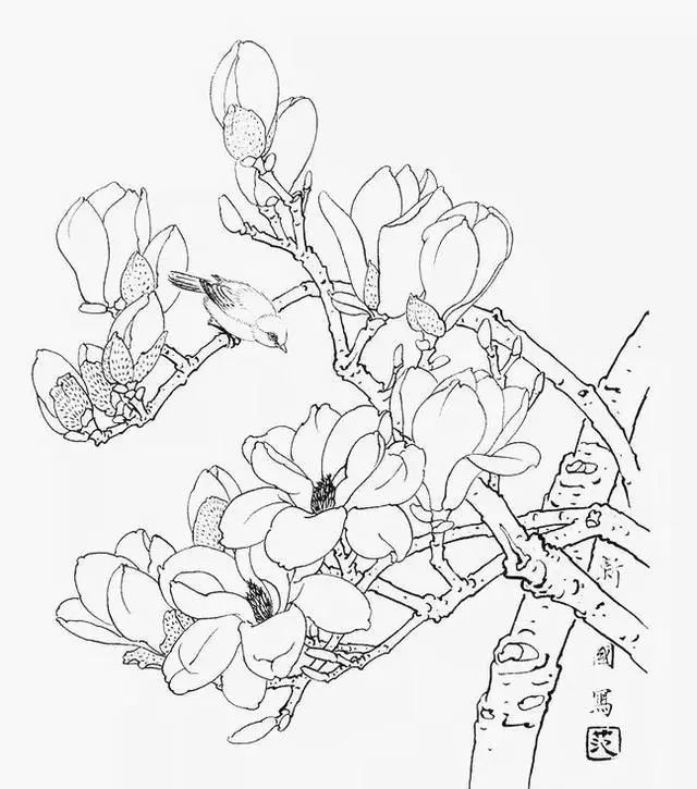 画玉兰花跟画其他的花卉不一样的是,它是花跟枝干的配合,并没有叶子的