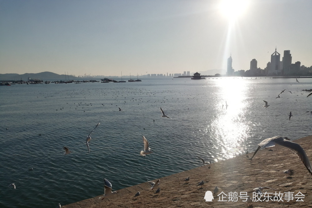 组图:周末晴天青岛海滨的实景,栈桥无人鸥自飞