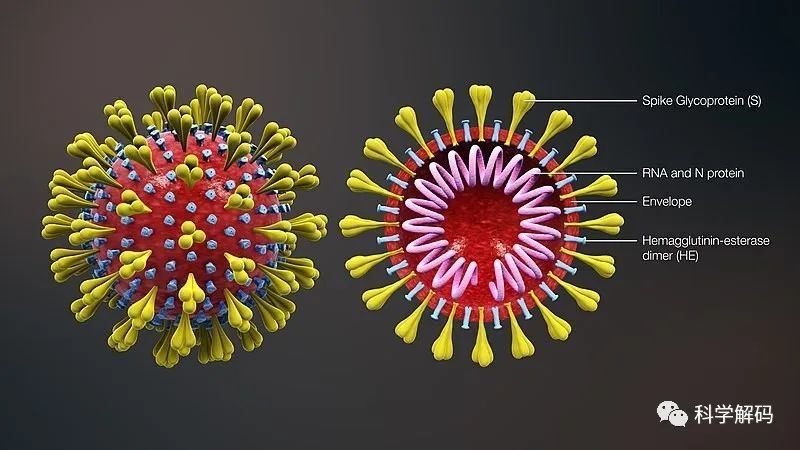 一文读懂新冠病毒!新型肺炎的元凶!