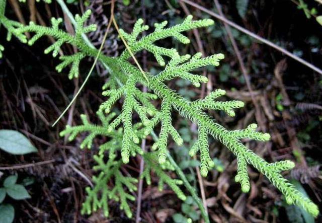 1种绿色的"野草",枝叶犹如"蜈蚣",人称"铺地蜈蚣",珍贵