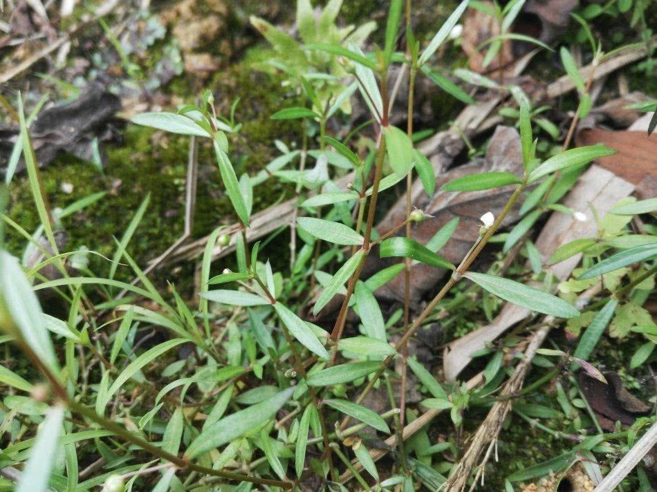 田埂上的白花小草,蛇见到就怕,人称"蛇总管",如今20元