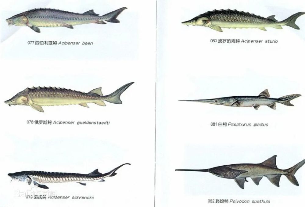食用养殖中华鲟违法吗?答案在这里!