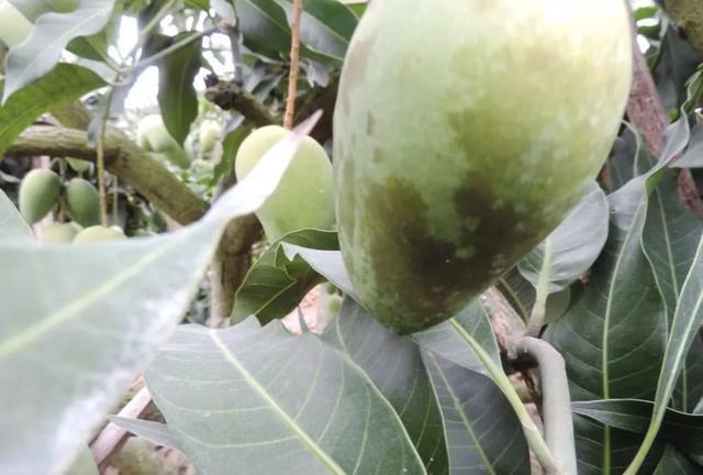 一般来说我们所说的流胶病是指由芒果拟茎点霉菌侵染树干,枝梢和叶柄