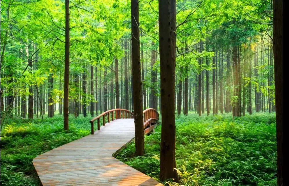 黄海森林公园——森呼吸,林距离