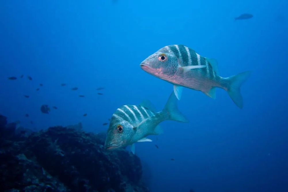 海洋鱼类故事:揭开比目鱼双眼"比目"之谜