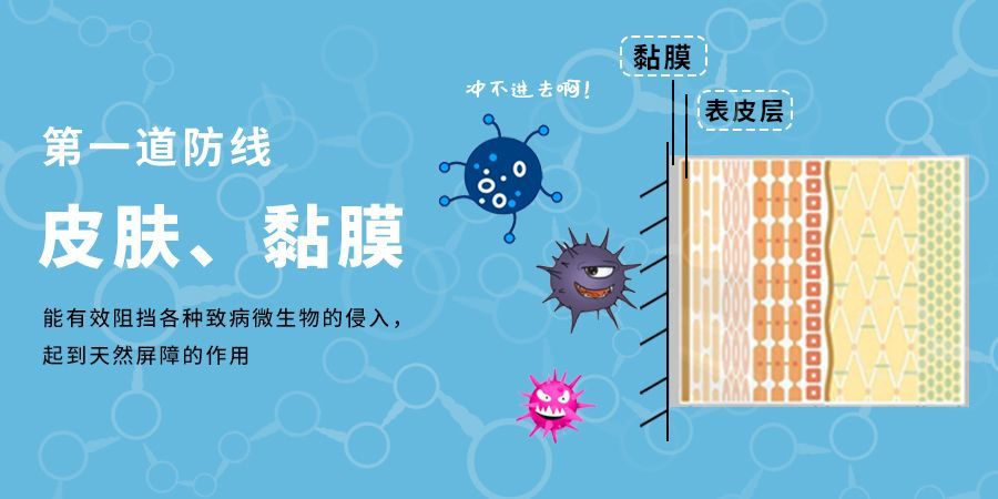 皮肤,黏膜组成,它们能有效阻挡各种致病微生物的侵入,起到天然屏障的