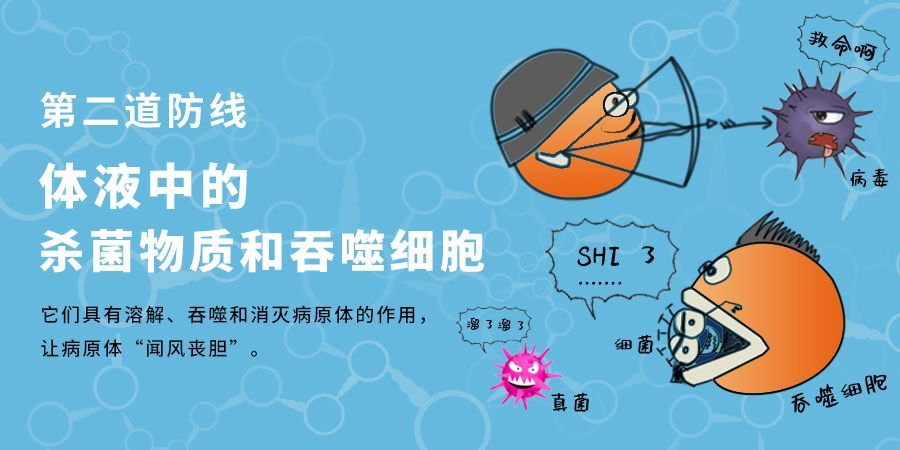 北京大学营养教授:免疫力为人体筑起健康防线,小分子肽功不可没