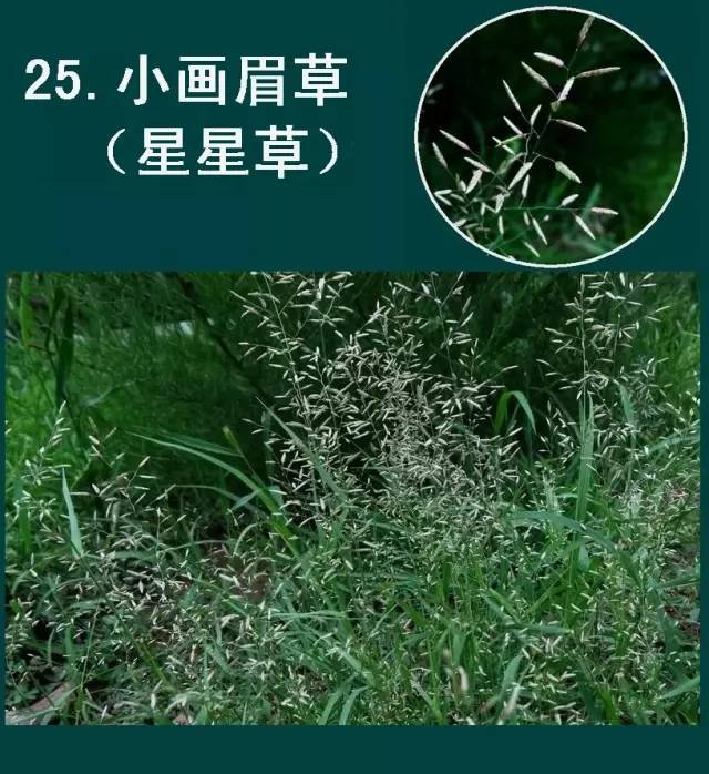 历时一年,《巨鹿县百草图》面世!