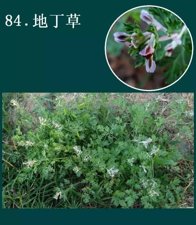 历时一年,《巨鹿县百草图》面世!