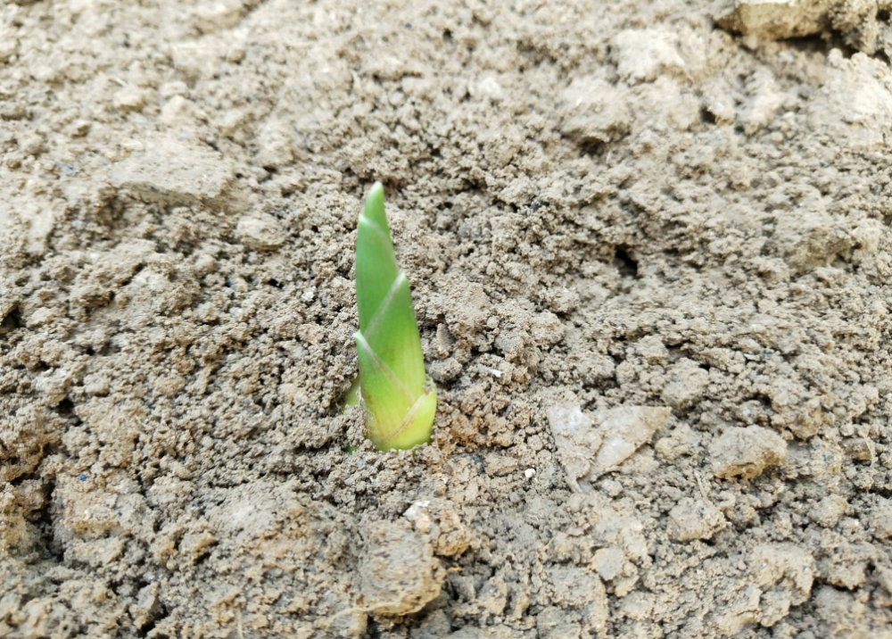 什么时候种植大姜好适宜在什么样的温度下生长易获高产