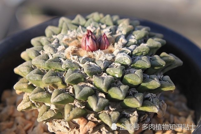 虎爪,三角,明星,精巧,牡丹都是非常贵的品种 (来自:多肉植物知识贴士)