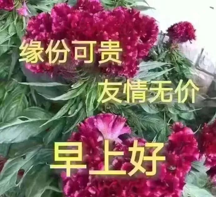 早上好动态图片问候语表情 早上好祝福语优美 早上好的幽默表情图片