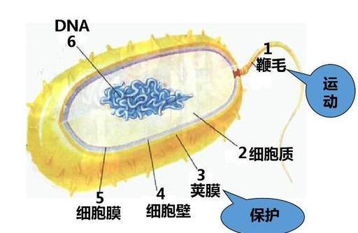 图三 细菌模式图