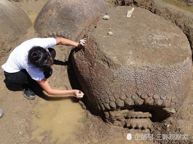 农民在河底发现2万年前古犰狳体型和汽车差不多