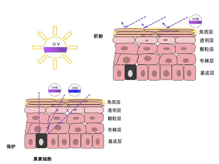 表皮又可以被分为5层,从外向内依次为:角质层,透明层,颗粒层,有棘层