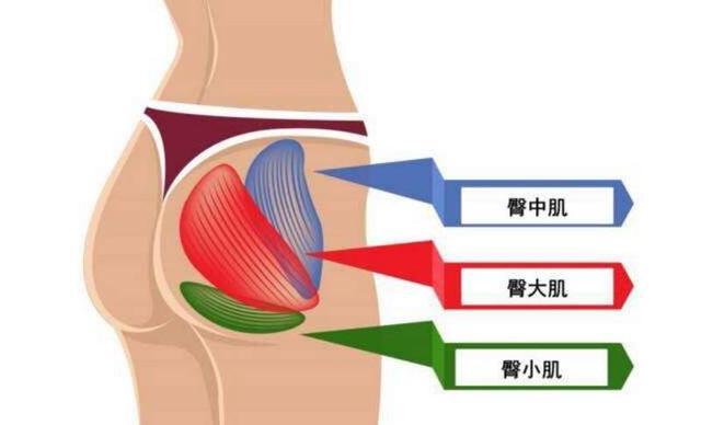 而臀肌是由3个肌肉群组成的,臀大肌,臀中肌,臀小肌.