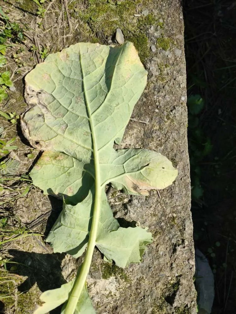 油菜霜霉病