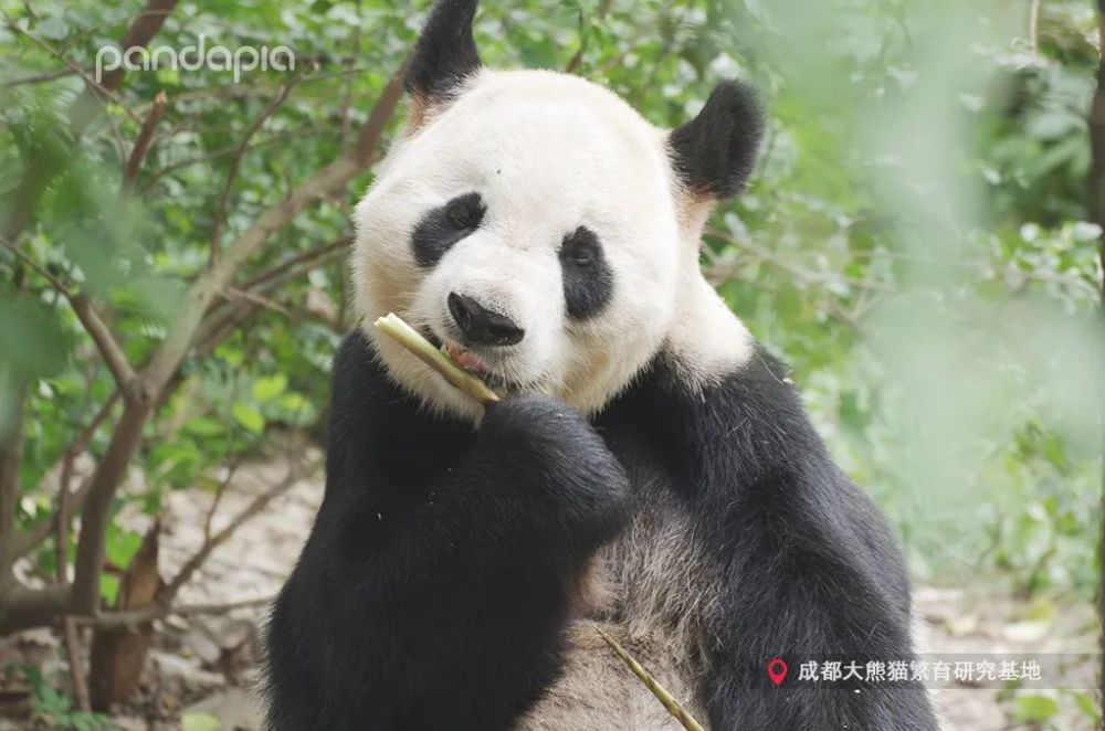 梅浜女士找tony老师设计的这个发型,和她的脸型真的很搭配～隔壁迎迎