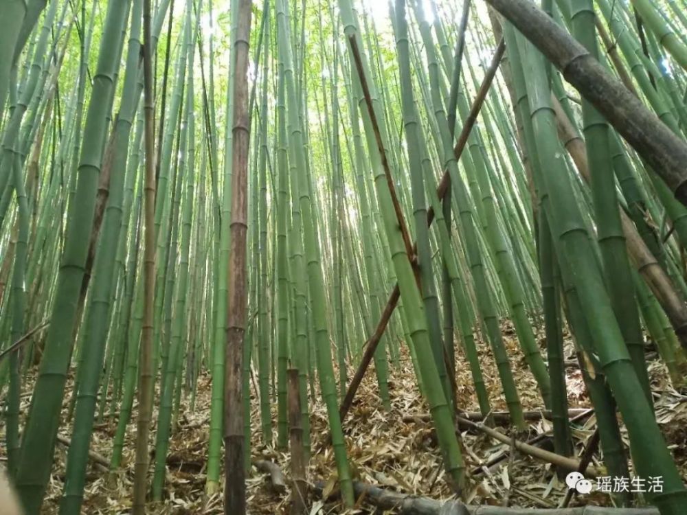 又到了挖笋的季节,瑶家孩子相约上山挖竹笋啦!