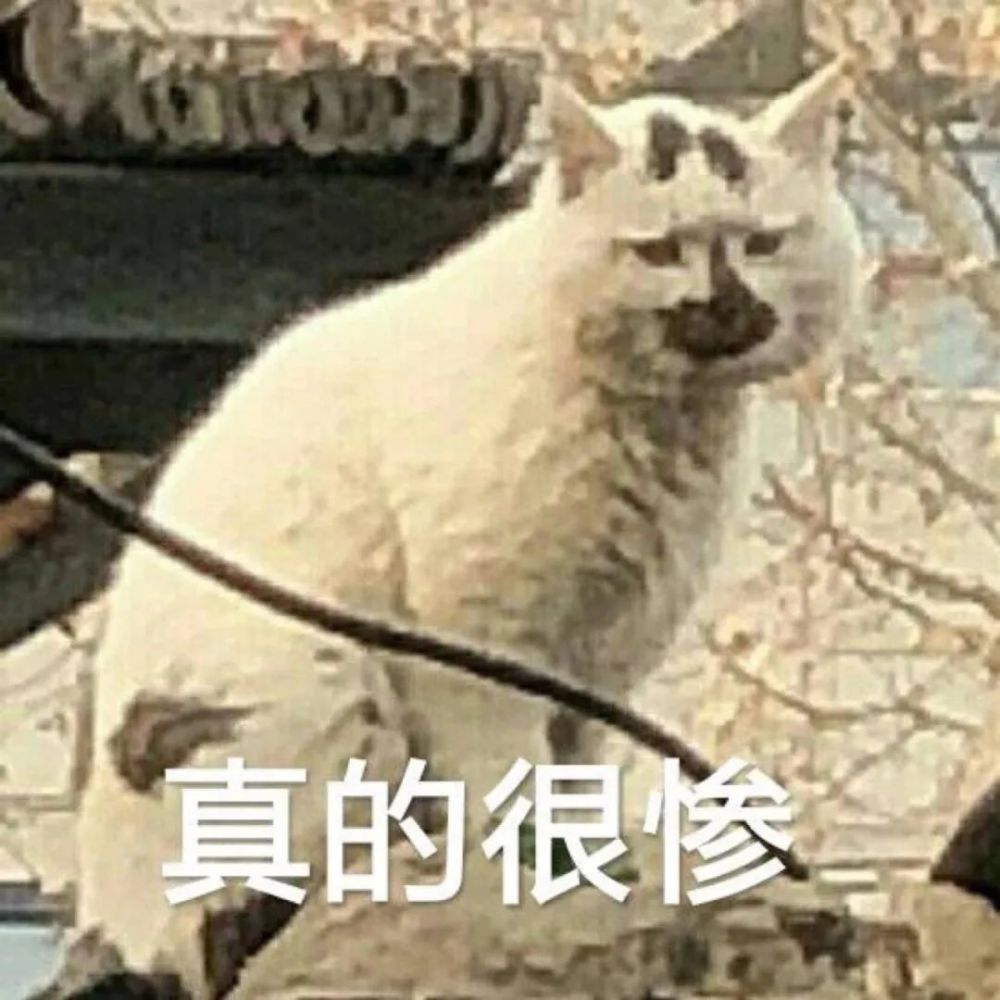 今日份沙雕表情包:可以一起睡觉吗?