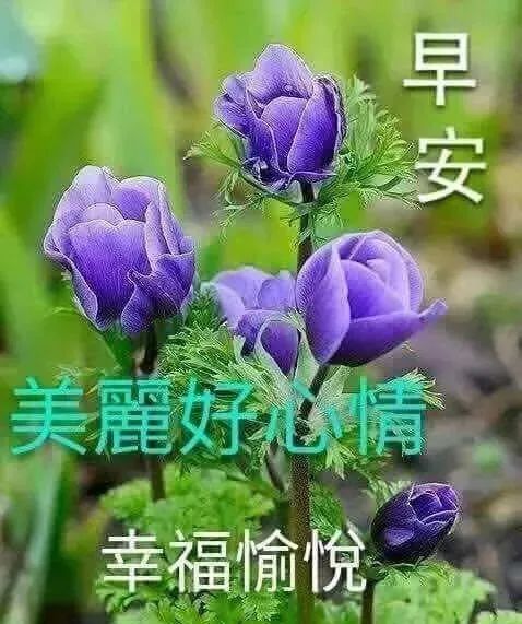 鼠年非常漂亮的祝福语图片带字带祝福语 鼠年健康久久