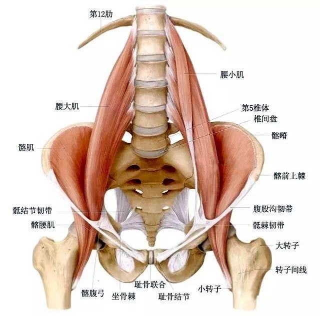 如何锻炼腰背部肌肉力量(2个简单,基础动作)