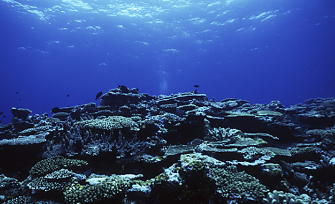 墨西哥湾出现深海生物,科学家称这并非首例,它是世上最丑生物