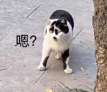 奶牛猫丑到自带表情包!2020第一批丑猫出炉,一般人吸不动