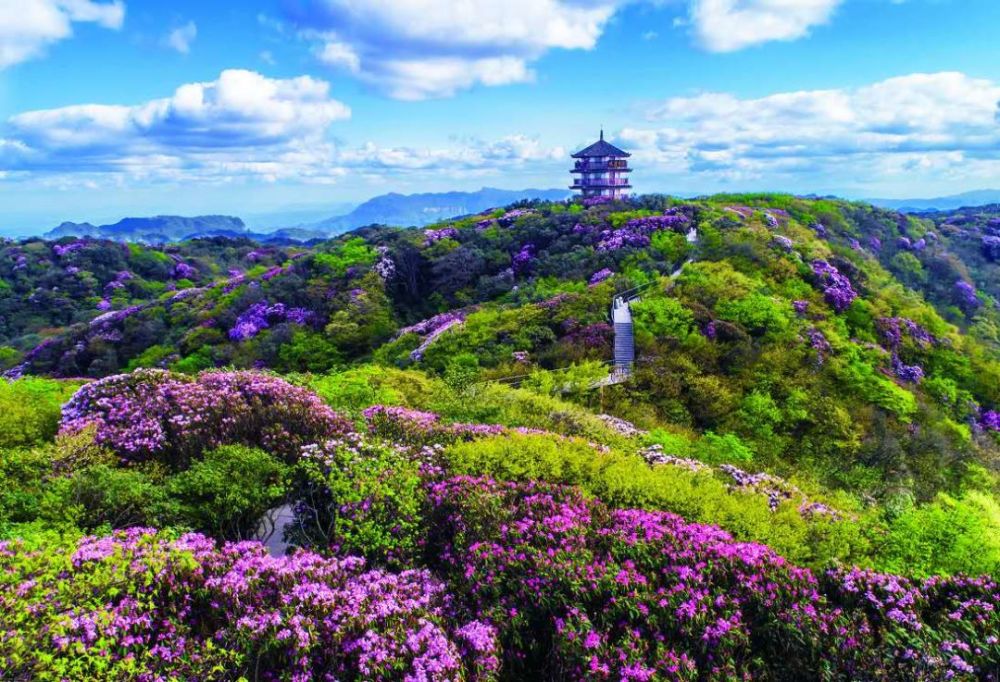金佛山杜鹃王国