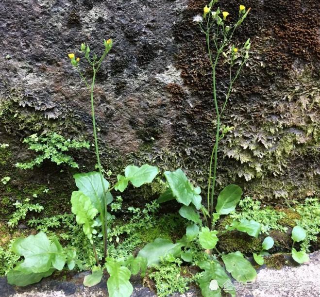 春天田间地头有一不起眼的野菜,人称"黄鹌菜",长得很像蒲公英!