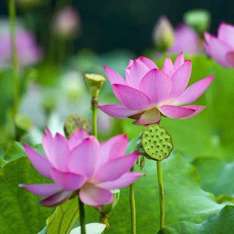 涨知识!古代的土豪都喜欢养这10种植物,富贵吉祥旺家宅,你家养了吗?