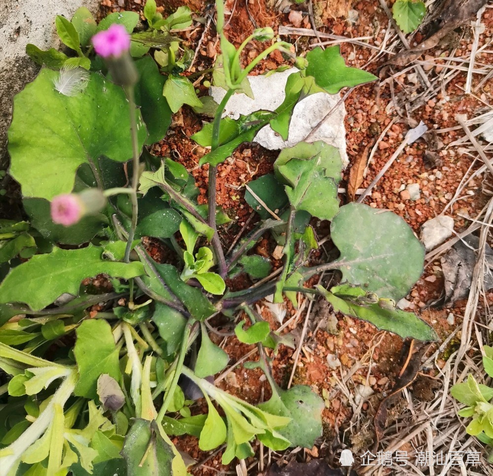 叶下红潮汕地区别名一点红红背草紫背草