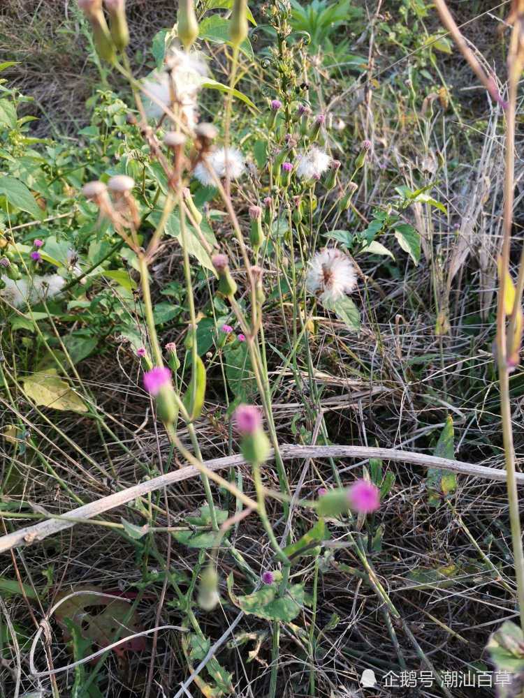 叶下红,潮汕地区别名一点红,红背草,紫背草