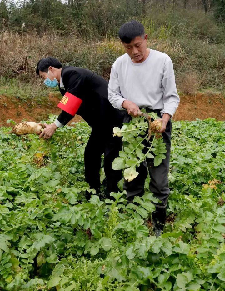 恒大社区工作人员来帮彭文清挖菜.