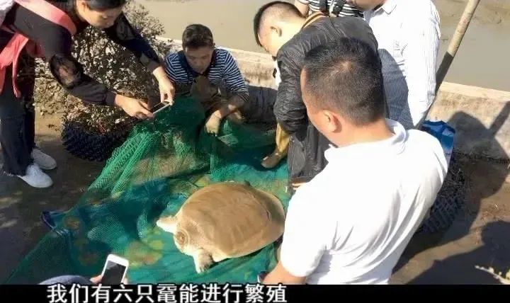 拯救濒临灭绝的鼋鼋2亿年前的古老生物在广东有700多只