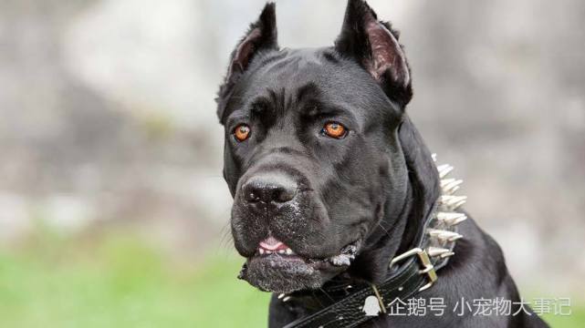 这4种护卫犬,堪称最勇猛的狗狗,罗威纳犬上榜