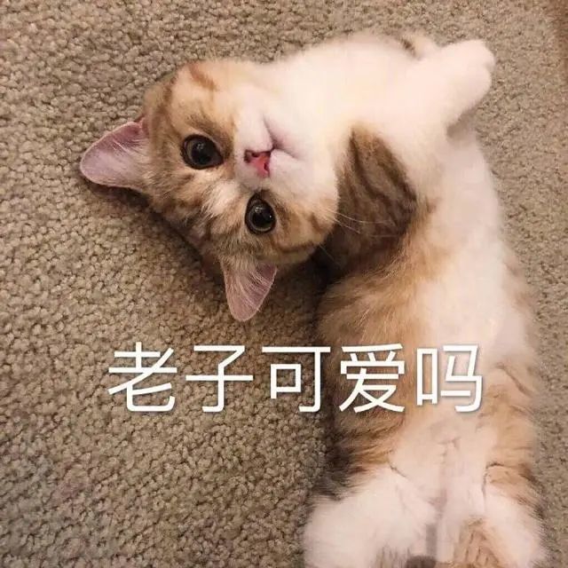 猫咪表情包:老子可爱吗?