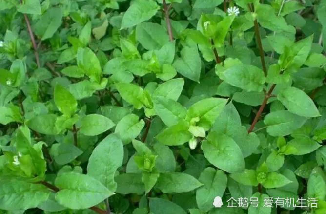 初春的田野里有一野菜,人称"繁缕",口感像豌豆苗,比豌豆苗鲜嫩!