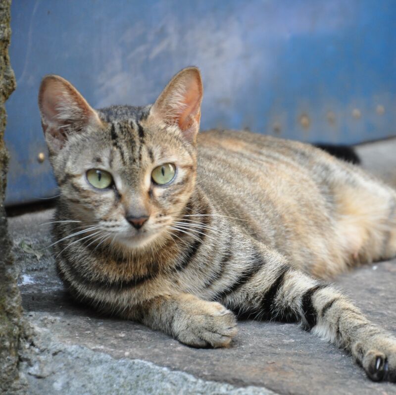 狸花猫