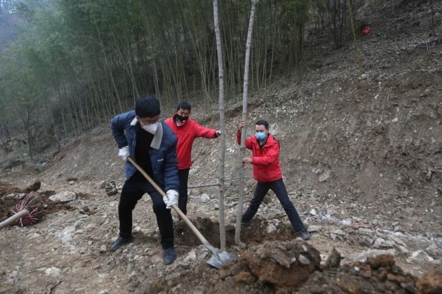 植树绿化正当时--老君山开启植树造林活动